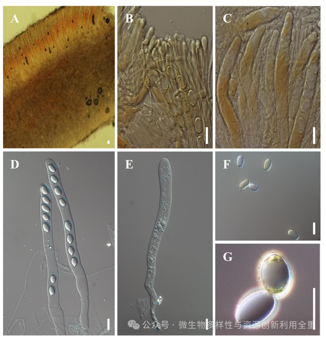 巴楚蘑菇—胡杨林下的沙漠奇珍