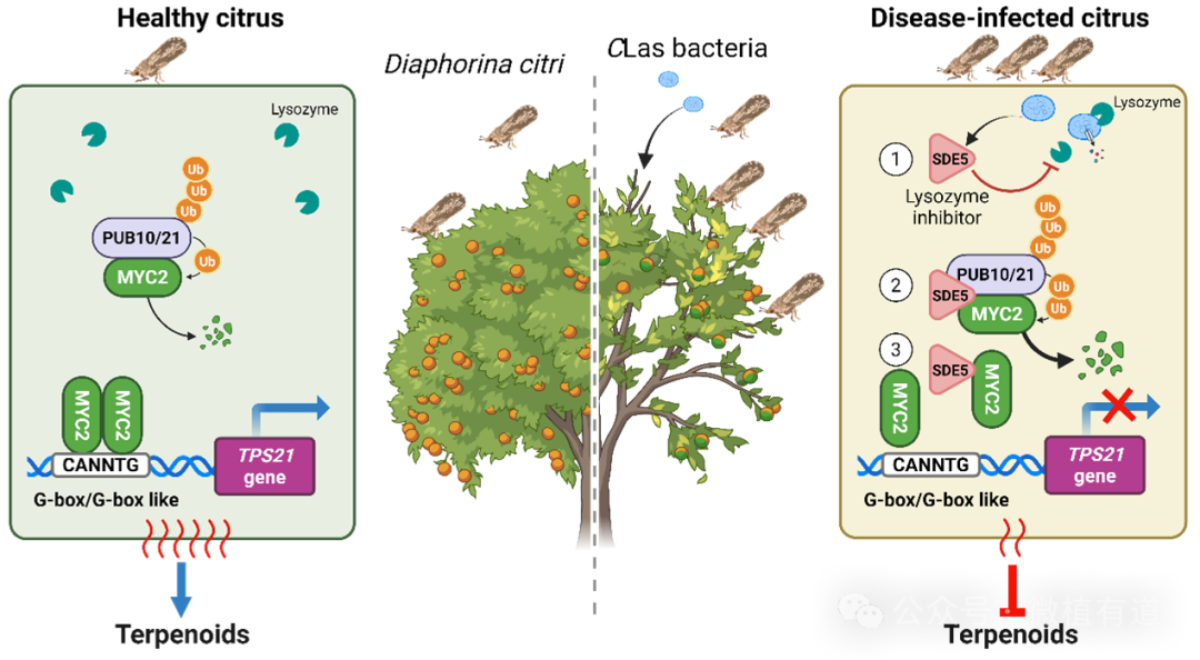 科普 | 科学家破解柑橘“癌症”传播之谜，小分子肽能切断病害传播链！