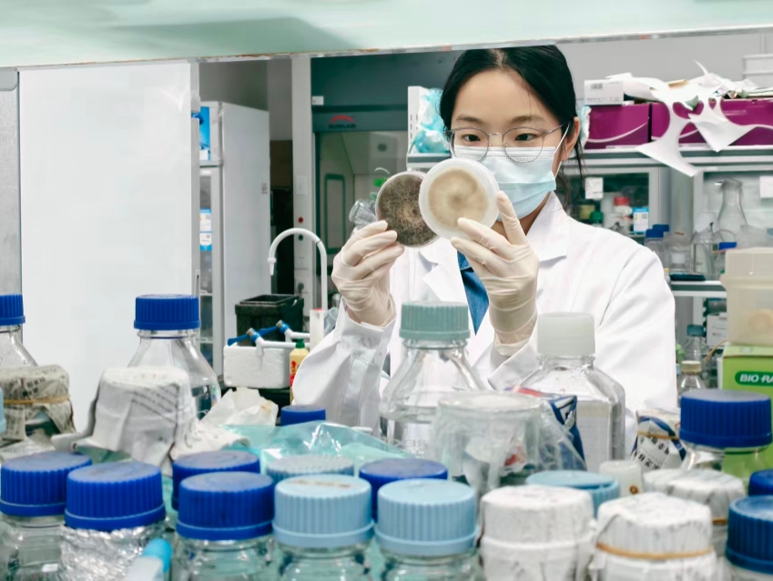 科研人员在观察菌落表型