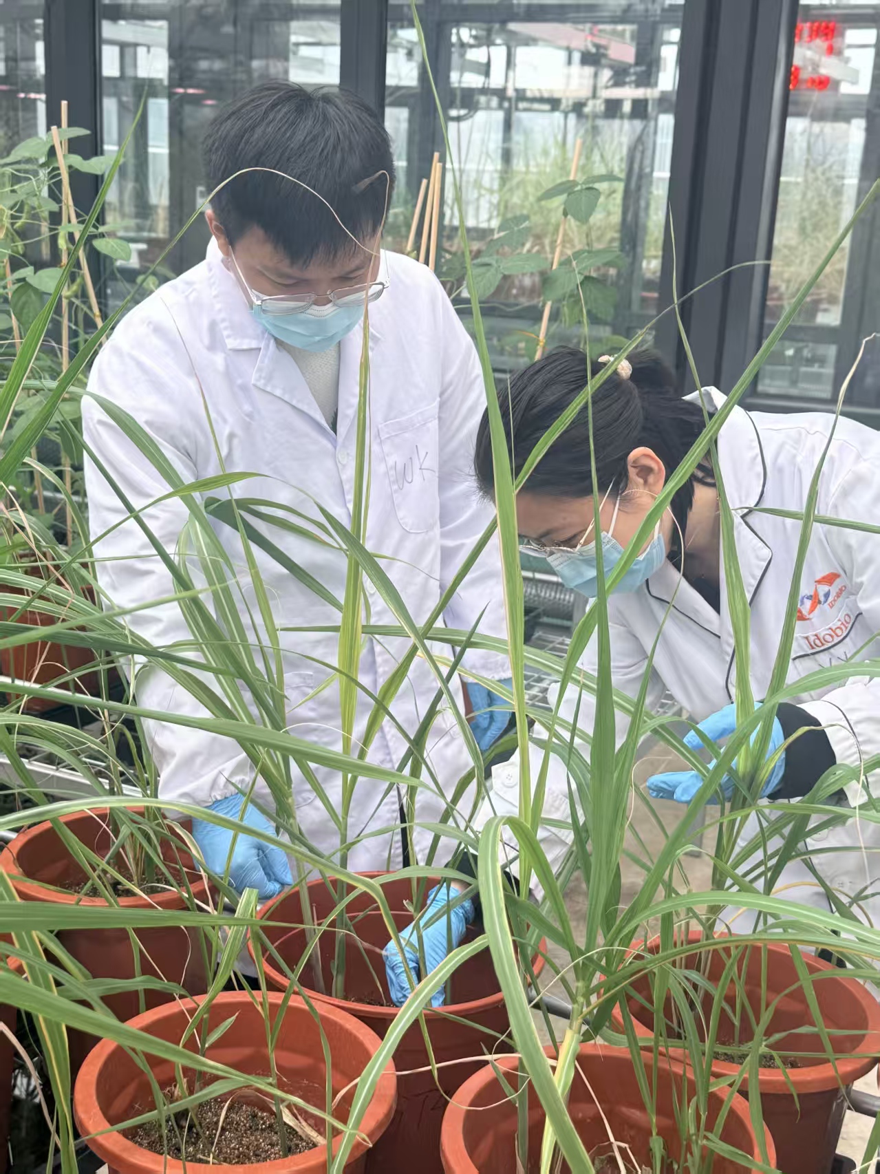 科研人员观察甘蔗新种质的抗病性