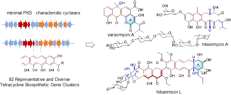 微生物所潘国辉团队揭示四环素家族抗感染活性天然产物的分子全景图