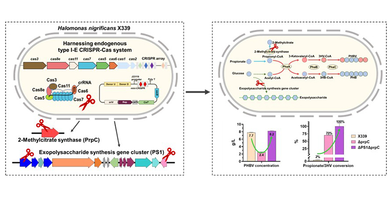 微生物所向华团队在嗜盐微生物基因编辑和绿色生物制造研究中取得新进展