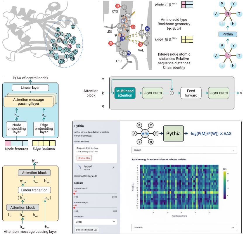 微生物所吴边和崔颖璐团队实现AI驱动的超快速高精度蛋白稳定性预测