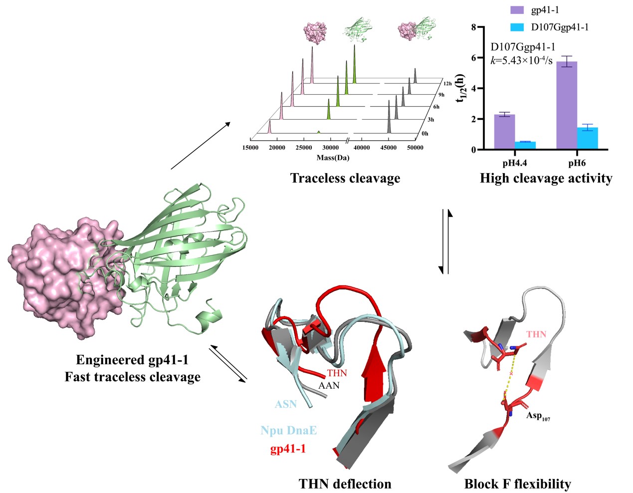 微生物所杨怀义团队揭示内含肽无痕剪切及高剪切活性关键位点