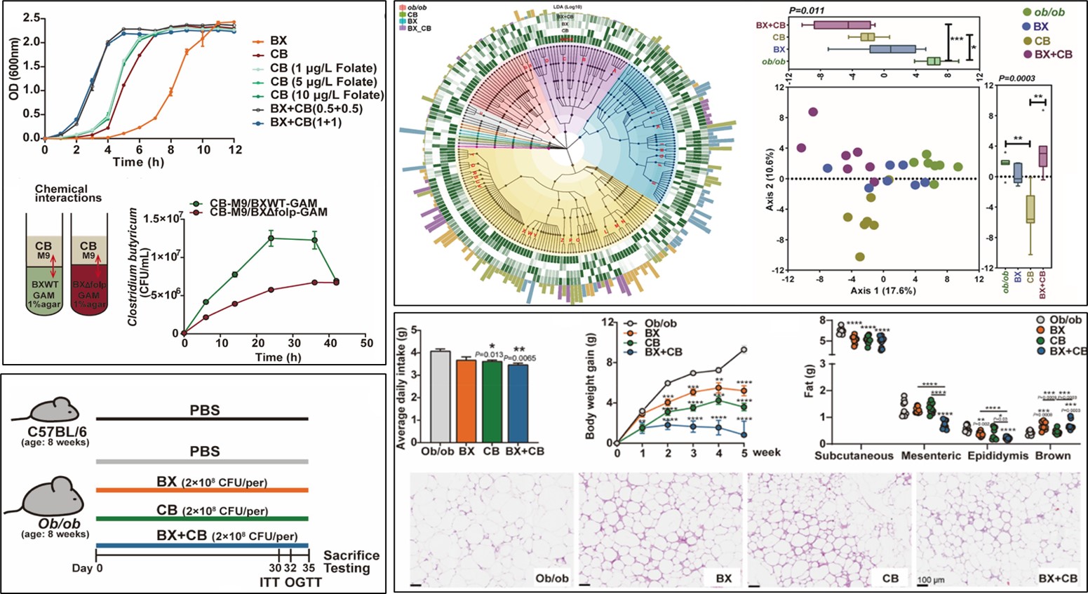 微生物所合作发现新型益生菌组合 为治疗肥胖与代谢异常提供新路径