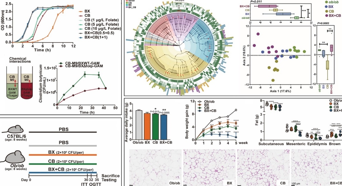基于微生物“互养（cross-feeding）”机制构建的下一代益生菌组合改善肥胖与代谢异常疾病