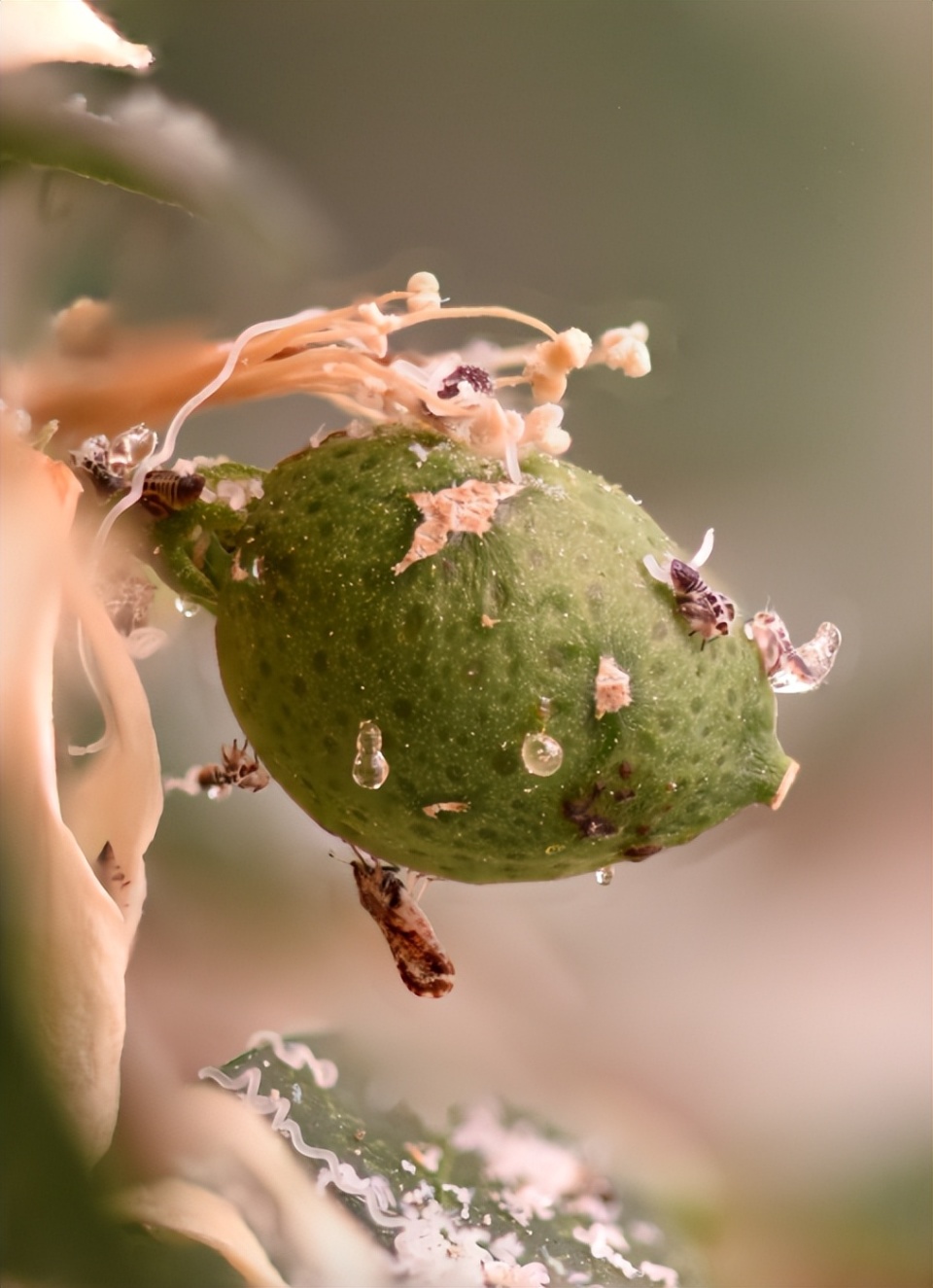 “柑橘之癌”曾造成过亿损失，如今我们打赢了这场百年攻防战（上）