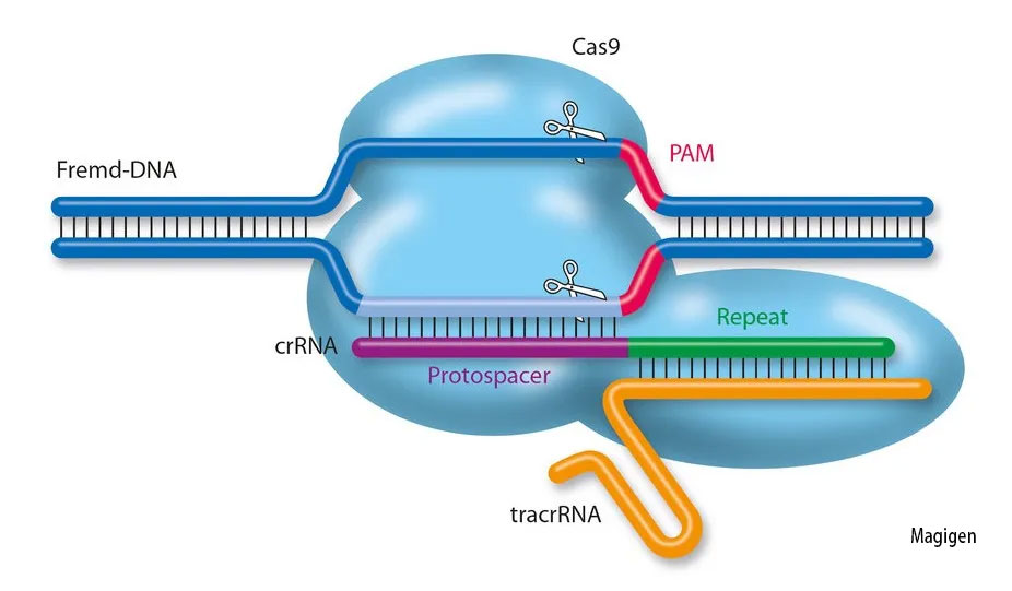 宏基因组学与CRISPR