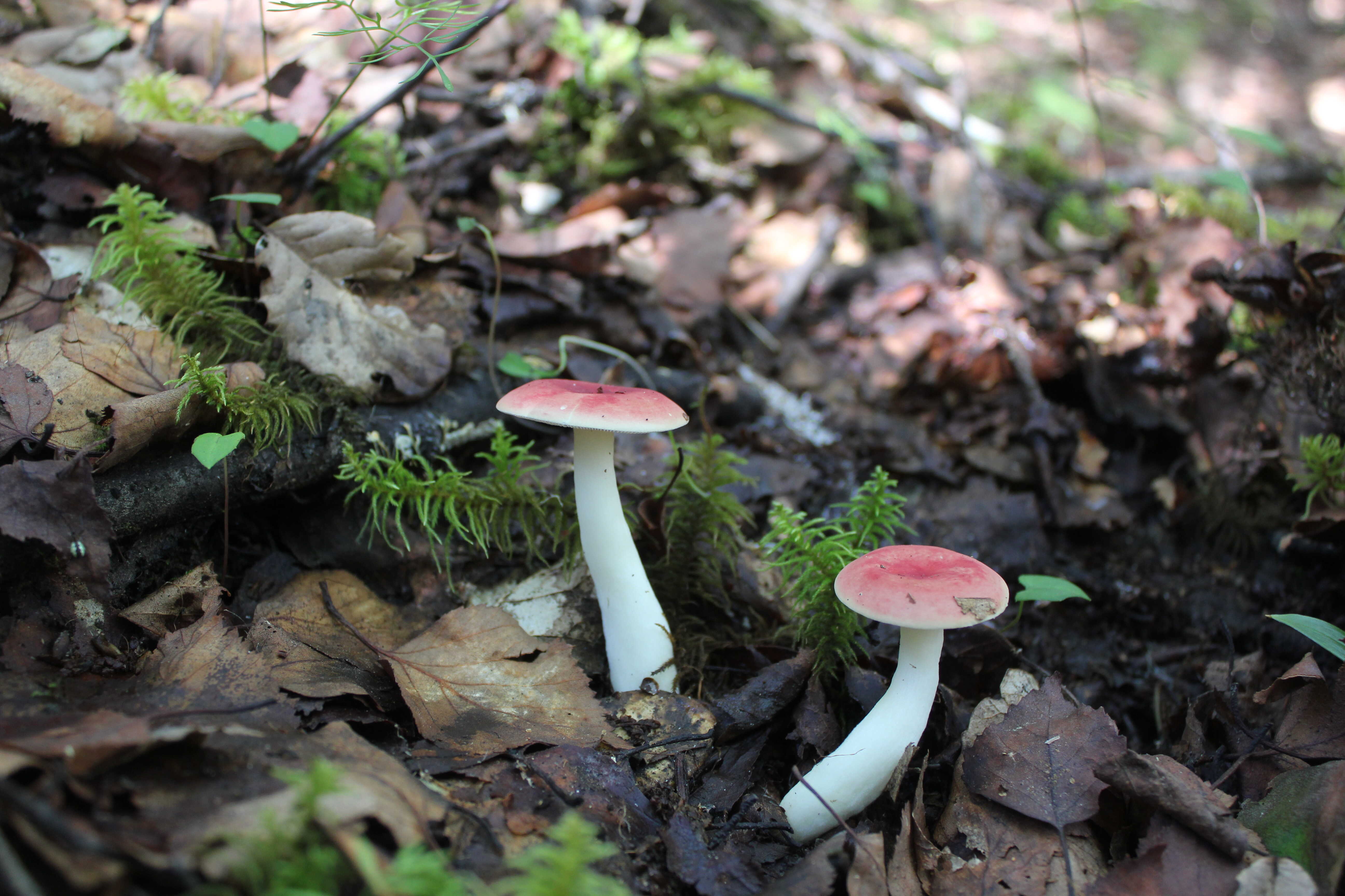 触黄红菇Russula luteotacta