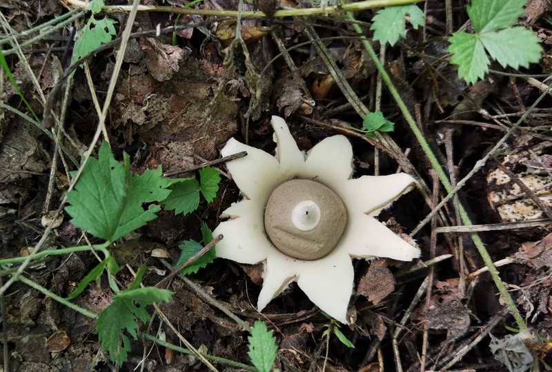 袋状地星Geastrum spegazzinianum