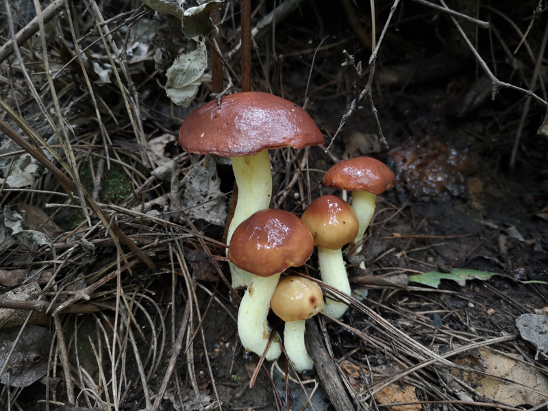点柄乳牛肝菌Suillus granulatus