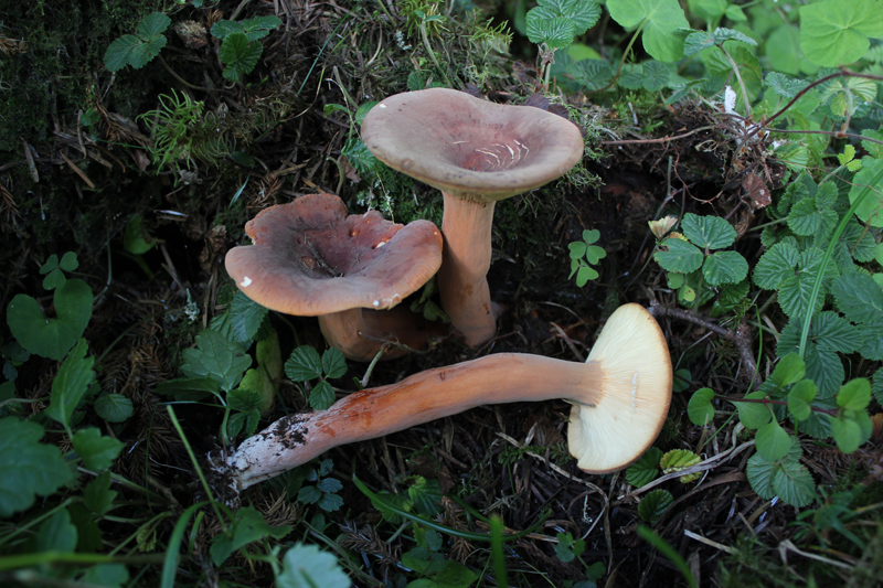 多汁乳菇Lactarius volemus