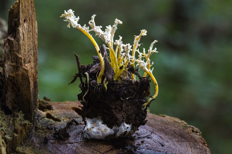 高雄山虫草Cordyceps takaomontana
