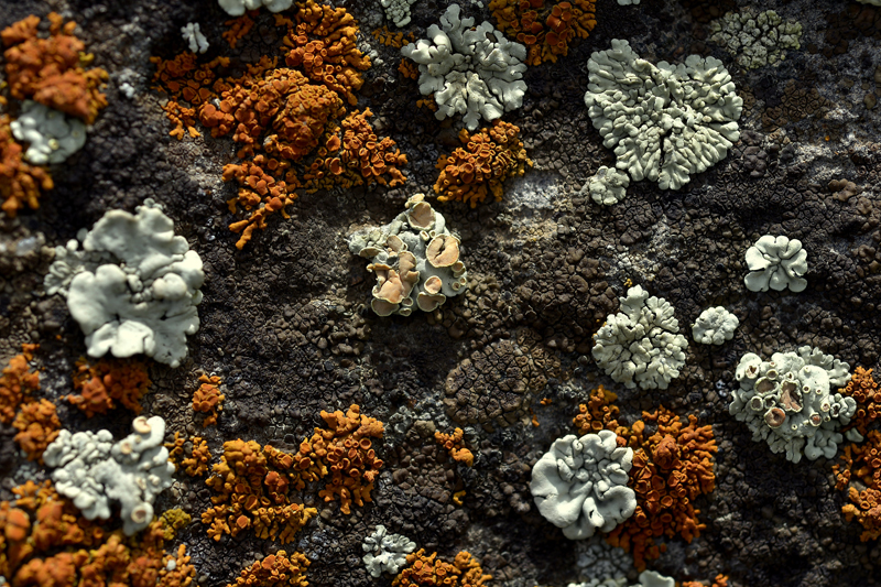 红脐鳞衣Rhizoplaca chrysoleuca