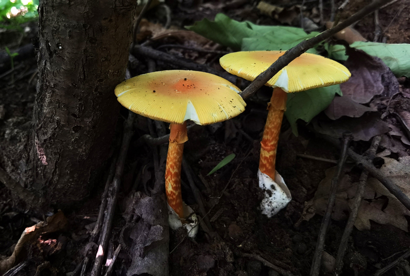 拟橙盖鹅膏Amanita caesareoides