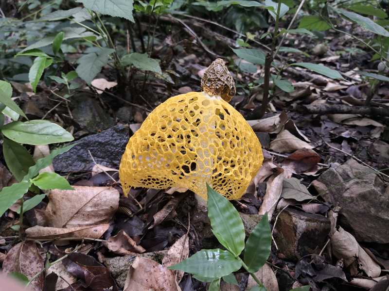 杂色竹荪Dictyophora multicolor