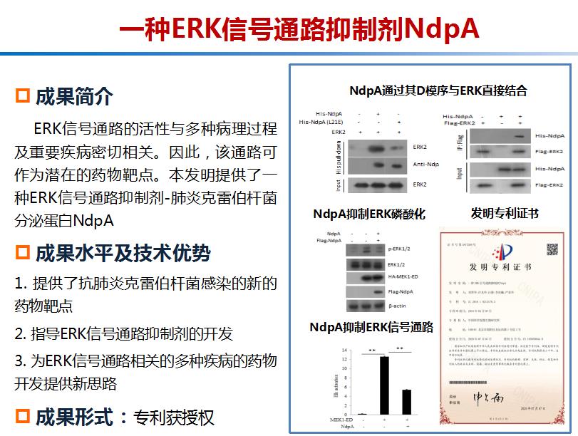 一种ERK信号通路抑制剂NdpA
