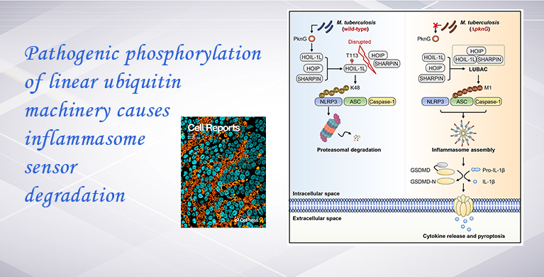 微生物所刘翠华团队合作揭示结核分枝杆菌通过劫持宿主线性泛素化系统实现免疫逃逸的新机制