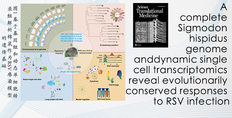 微生物研究所合作揭示棉鼠易感呼吸道合胞病毒的遗传机制