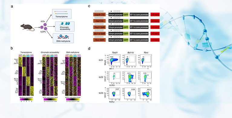 微生物所王硕团队揭示表观遗传印记驱动固有淋巴细胞谱系分化的核心机制