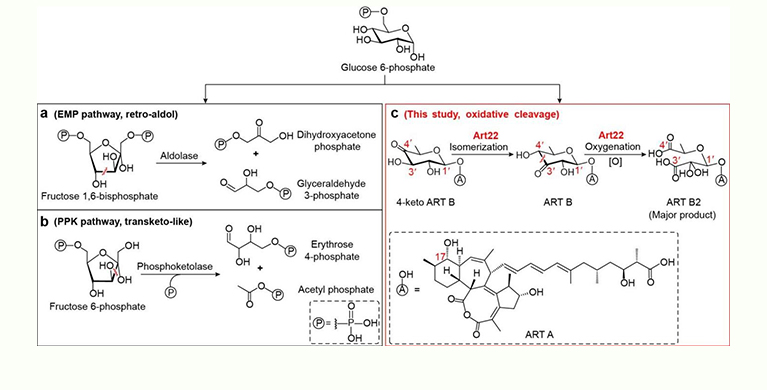 微生物所陈义华/李德峰团队合作揭示金属异构酶催化己糖氧化裂解的新机制