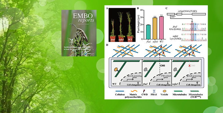 微生物所孔照胜团队揭示细胞壁完整性信号调控植物细胞伸长新机制