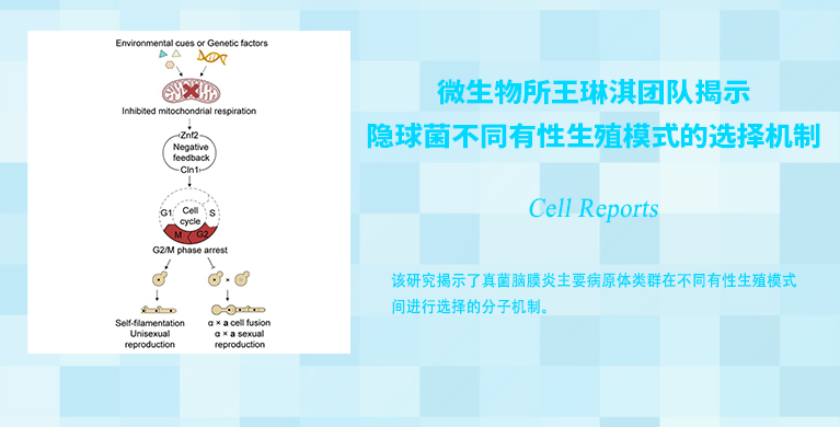 微生物所王琳淇团队揭示隐球菌不同有性生殖模式的选择机制