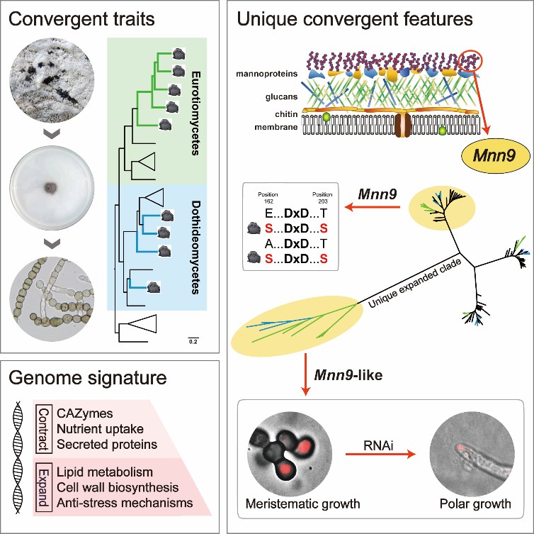 微生物所合作揭示石生真菌适应性趋同演化的分子遗传机制