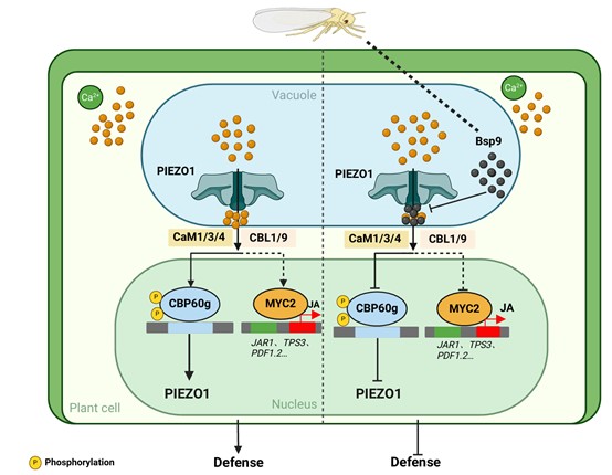 微生物所叶健团队揭示机械力受体PIEZO1介导的植物力学抗虫免疫新机制