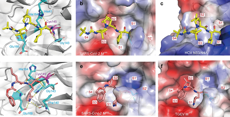 微生物所齐建勋团队在抗新型冠状病毒药物发现中取得进展
