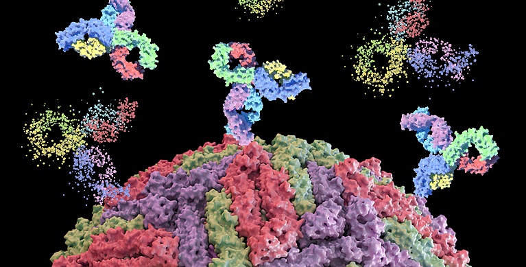 高福团队提出安全有效的寨卡疫苗新策略