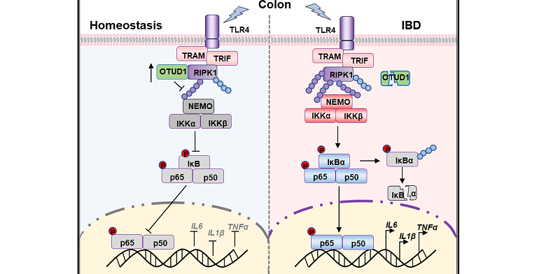 刘翠华团队与军事科学院军事医学研究院张令强团队合作揭示去泛素化酶OTUD1抑制肠炎发生新机制
