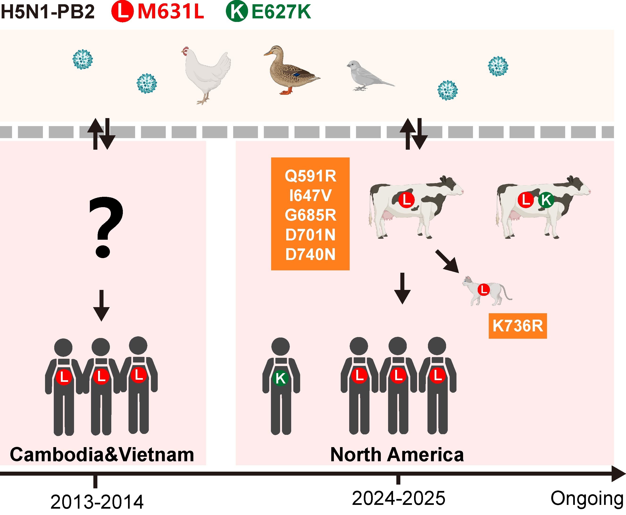 微生物所邓涛/高福团队揭示H5N1病毒在牛群中获得增强哺乳动物致病性的关键突变