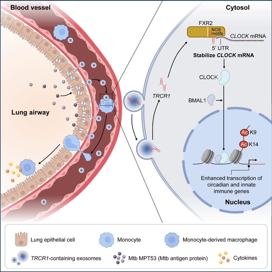 微生物所刘翠华团队合作揭示结核抵抗者外泌体lncRNA调控训练免疫的新机制