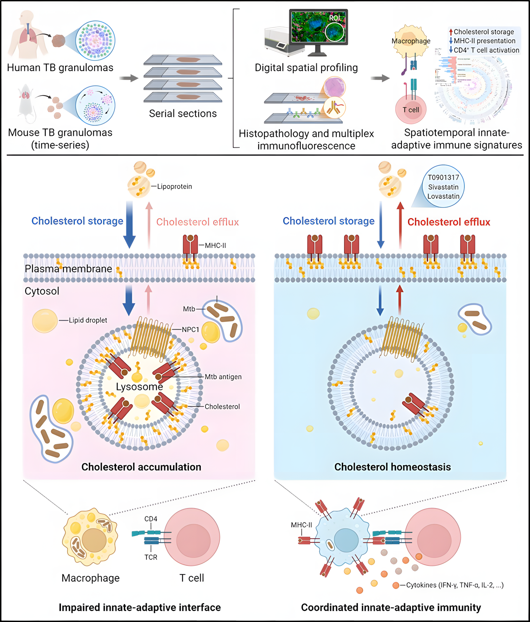 微生物所刘翠华等团队合作揭示结核肉芽肿中胆固醇累积损伤固有–适应性免疫信号轴的新机制