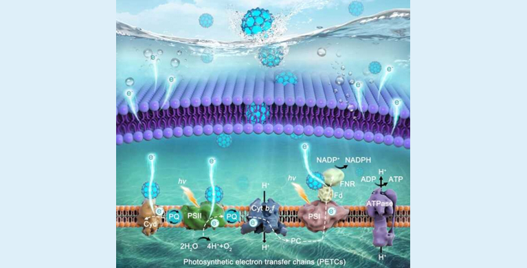 微生物所在利用纳米材料提高生物光电转化效率研究中取得进展