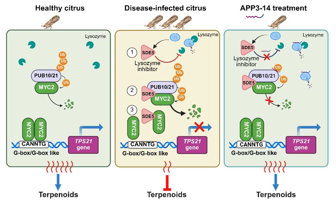 微生物所叶健团队揭示小肽抗柑橘黄龙病新机制