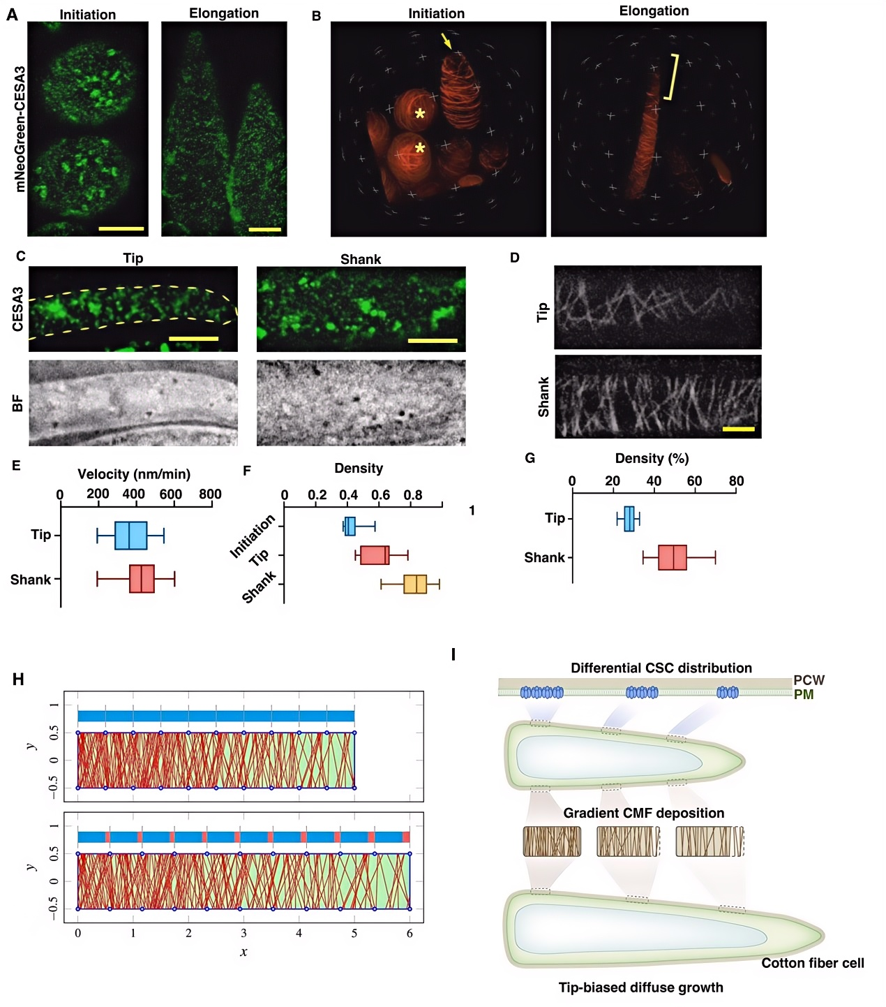 微生物所孔照胜团队合作揭示棉纤维极性伸长的细胞机制