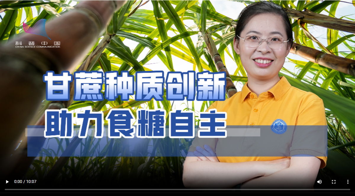 科普 | 食糖每年进口600万吨！如何改良中国的产糖大户甘蔗？