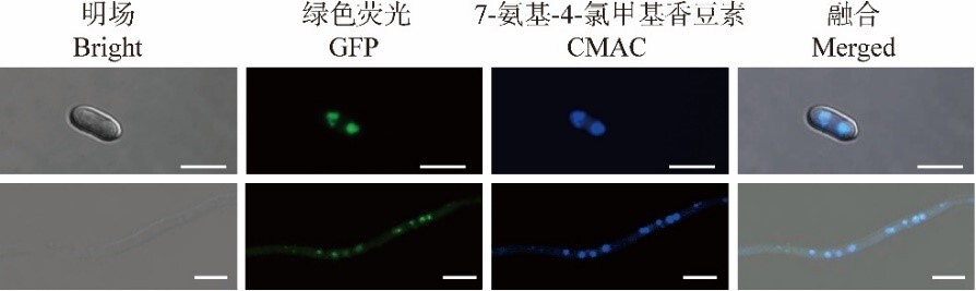 科普 ▏昆虫病原真菌——罗伯茨绿僵菌致病力的“刹车基因”
