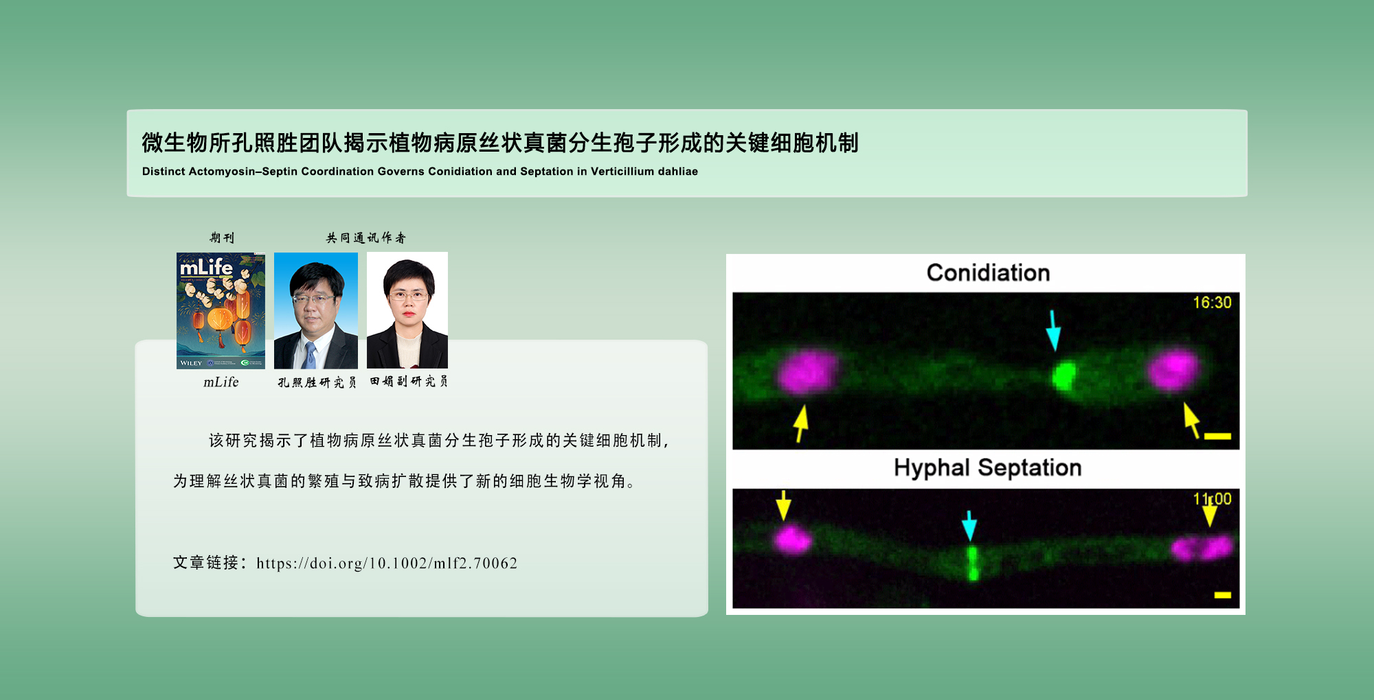 微生物所孔照胜团队揭示植物病原丝状真菌分生孢子形成的关键细胞机制