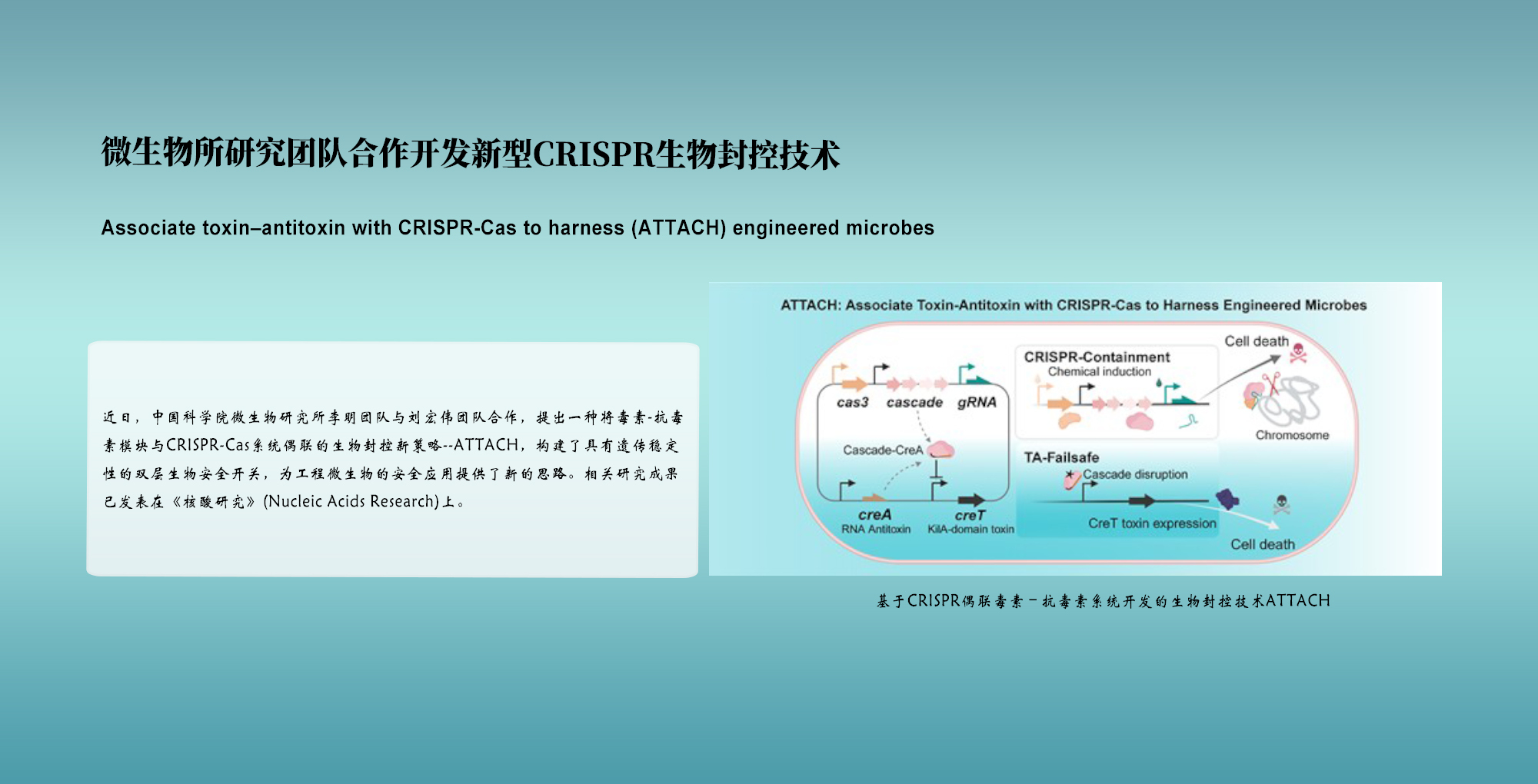 微生物所研究团队合作开发新型CRISPR生物封控技术