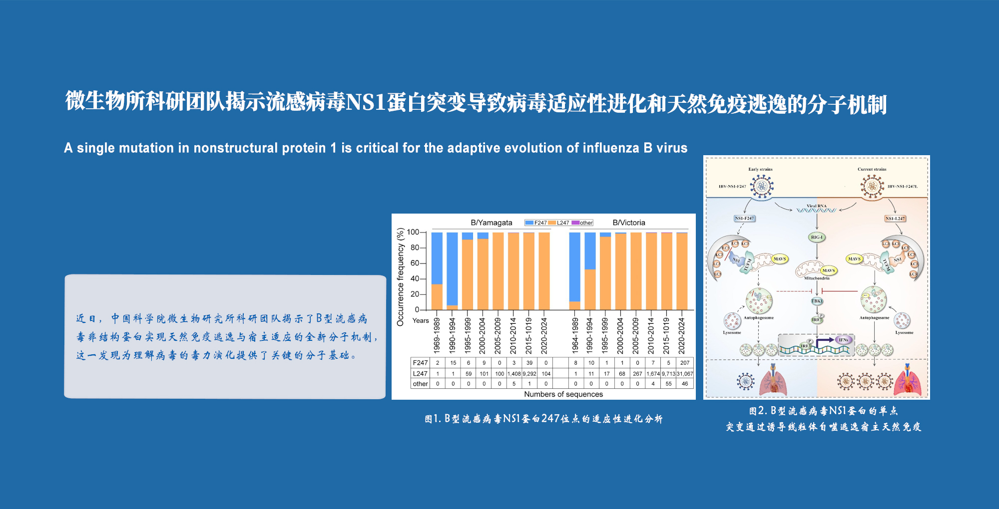 微生物所揭示流感病毒NS1蛋白突变导致病毒适应性进化和天然免疫逃逸的分子机制