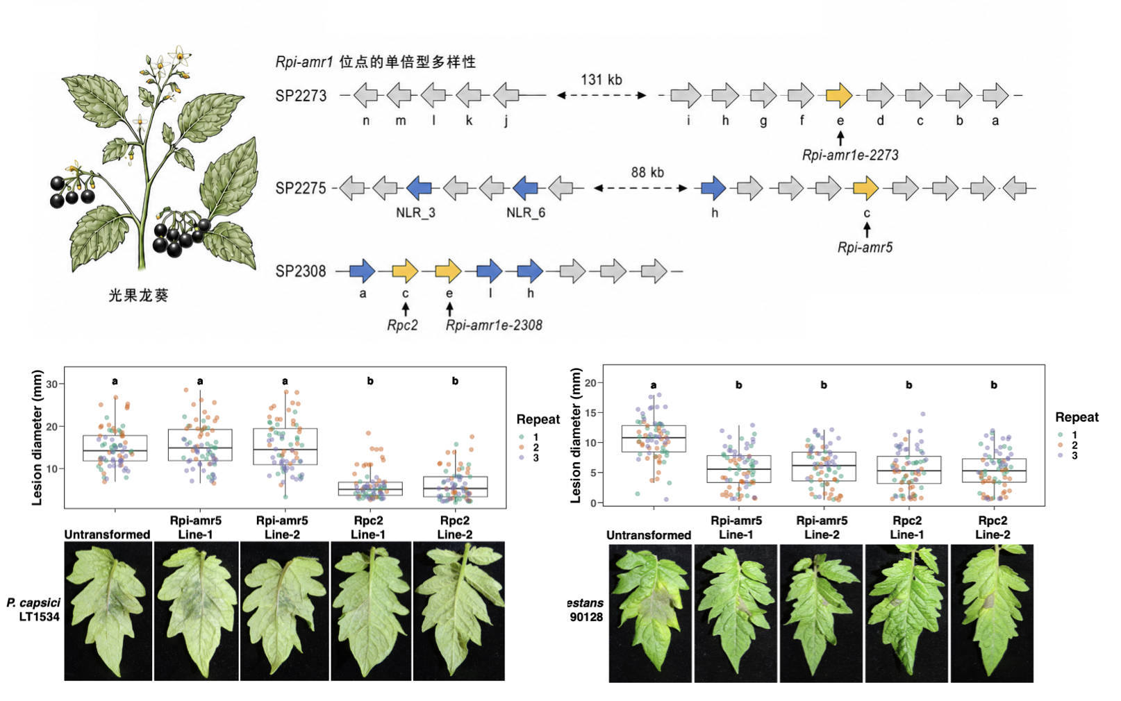 微生物所林啸团队合作克隆新病原疫霉菌抗病基因