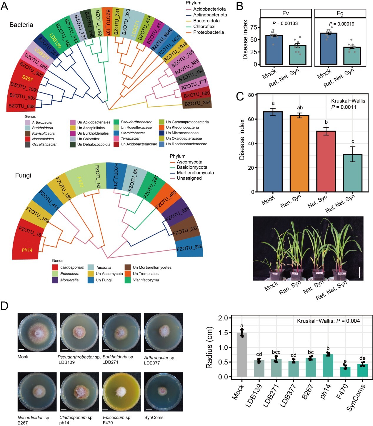 微生物所蔡磊团队在抗玉米茎基腐病微生物资源挖掘领域取得进展