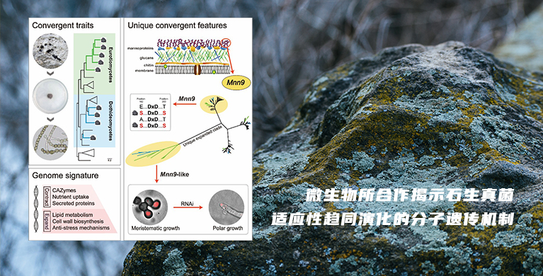 微生物所合作揭示石生真菌适应性趋同演化的分子遗传机制