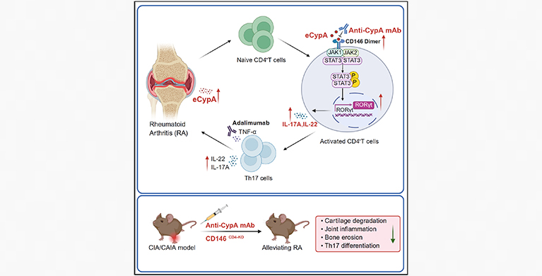 微生物所合作在Th17细胞分化机制和类风湿性关节炎治疗策略方面取得新进展